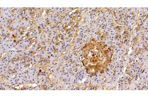 Detection of EPCAM in Porcine Pancreas Tissue using Polyclonal Antibody to Epithelial Cell Adhesion Molecule (EPCAM)