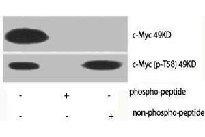 Western Blot analysis of various cells using Phospho-c-Myc (T58) Polyclonal Antibody (c-MYC 抗体  (pThr58))