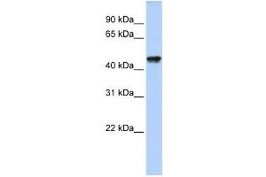 Western Blotting (WB) image for anti-Queuine tRNA-Ribosyltransferase Domain Containing 1 (QTRTD1) antibody (ABIN2459243) (QTRTD1 抗体)