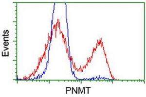 Image no. 2 for anti-Phenylethanolamine N-Methyltransferase (PNMT) antibody (ABIN1500307) (PNMT 抗体)