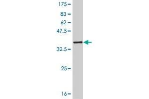 Western Blot detection against Immunogen (32. (SIX3 抗体  (AA 273-332))