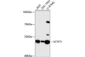 Western blot analysis of extracts of various cell lines, using GCNT3 antibody (ABIN6131699, ABIN6141030, ABIN6141031 and ABIN6217122) at 1:3000 dilution. (GCNT3 抗体  (AA 27-180))