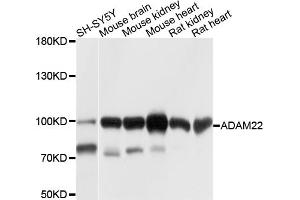 Western blot analysis of extracts of various cell lines, using ADAM22 antibody (ABIN4902835) at 1:1000 dilution. (ADAM22 抗体)