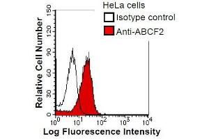 HeLa cells were fixed in 2% paraformaldehyde/PBS and then permeabilized in 90% methanol. (ABCF2 抗体)