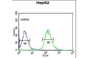 WAC Antibody (Center) (ABIN653490 and ABIN2842908) flow cytometric analysis of HepG2 cells (right histogram) compared to a negative control cell (left histogram). (WAC 抗体  (AA 284-313))