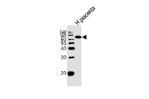 Western blot analysis of lysate from human placenta tissue lysate, using ALPI Antibody at 1:1000. (Alkaline Phosphatase 抗体  (AA 274-304))