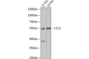 Western blot analysis of extracts of various cell lines, using CTU2 antibody (ABIN6133467, ABIN6139245, ABIN6139246 and ABIN6216827) at 1:3000 dilution. (CTU2 抗体  (AA 186-515))