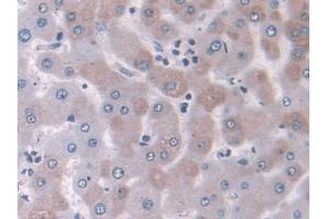 DAB staining on IHC-P; Samples: Human Liver Tissue (NELL2 抗体  (AA 64-331))