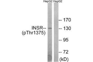 Western blot analysis of extracts from HepG2 cells using INSR (Phospho-Thr1375) Antibody. (Insulin Receptor 抗体  (pThr1375))
