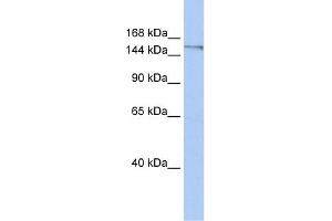 POLQ (polymerase (DNA directed), theta) Antibody (against the C terminal of POLQ) (50ug) validated by WB using Placenta Lysate at 0. (POLQ 抗体  (C-Term))