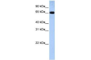Western Blotting (WB) image for anti-Solute Carrier Family 22 (Organic Anion Transporter), Member 13 (SLC22A13) (N-Term) antibody (ABIN635939)