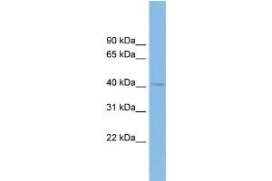 WB Suggested Anti-BHMT2 Antibody Titration:  0. (BHMT2 抗体  (Middle Region))