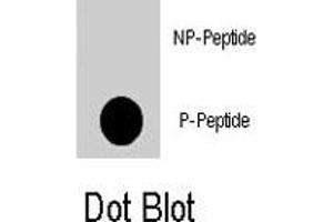 Dot blot analysis of NFATC2 (phospho S330) polyclonal antibody  on nitrocellulose membrane. (NFAT1 抗体  (pSer330))