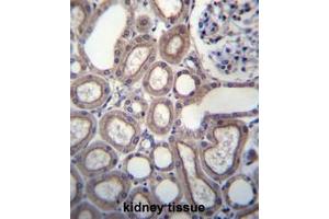 RNF180 Antibody (C-term) immunohistochemistry analysis in formalin fixed and paraffin embedded human kidney tissue followed by peroxidase conjugation of the secondary antibody and DAB staining. (RNF180 抗体  (C-Term))