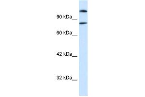 Western Blotting (WB) image for anti-Sterol Regulatory Element Binding Transcription Factor 2 (SREBF2) (Middle Region) antibody (ABIN2792226)