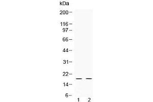 Western blot testing of 1) rat testis and 2) human HeLa lysate with Alpha Defensin 1 antibody at 0. (alpha Defensin 1 抗体  (AA 65-94))