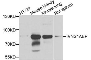 Western blot analysis of extracts of various cell lines, using IVNS1ABP antibody (ABIN5972499) at 1/1000 dilution. (IVNS1ABP 抗体)