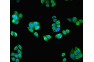 Immunofluorescence (IF) image for anti-HAUS Augmin-Like Complex, Subunit 8 (HAUS8) (AA 166-410) antibody (ABIN7154838)