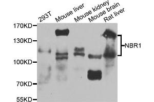 Western blot analysis of extracts of various cell lines, using NBR1 antibody (ABIN1873830) at 1:1000 dilution. (NBR1 抗体)