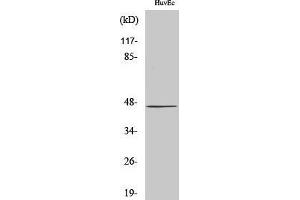 Western Blotting (WB) image for anti-UDP-Gal:betaGlcNAc beta 1,4- Galactosyltransferase, Polypeptide 5 (B4GALT5) (C-Term) antibody (ABIN3178044) (B4GALT5 抗体  (C-Term))