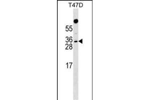 RHOXF1 Antibody (Center) (ABIN1537720 and ABIN2849188) western blot analysis in T47D cell line lysates (35 μg/lane). (RHOXF1 抗体  (AA 103-129))