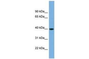 Image no. 1 for anti-SUMO1 Activating Enzyme Subunit 1 (SAE1) (N-Term) antibody (ABIN6743621) (SAE1 抗体  (N-Term))
