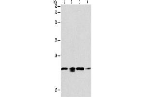 Western Blotting (WB) image for anti-Peroxiredoxin 2 (PRDX2) antibody (ABIN2431788) (Peroxiredoxin 2 抗体)