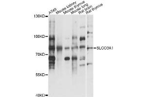 Western blot analysis of extracts of various cell lines, using SLCO3A1 antibody (ABIN6293704) at 1:3000 dilution. (Solute Carrier Organic Anion Transporter Family, Member 3A1 (SLCO3A1) 抗体)