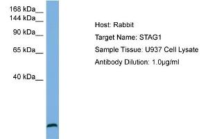 Host: Rabbit Target Name: STAG1 Sample Type: U937 Whole Cell lysates Antibody Dilution: 1. (Stromal Antigen 1 抗体  (N-Term))