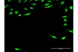 Immunofluorescence of purified MaxPab antibody to RFXAP on HeLa cell. (RFXAP 抗体  (AA 1-272))