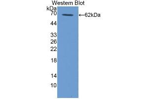 Western blot analysis of recombinant Human TPO. (Thrombopoietin 抗体  (AA 25-298))