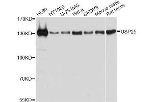 Western blot analysis of extracts of various cell lines, using USP25 antibody (ABIN6292328) at 1:1000 dilution.