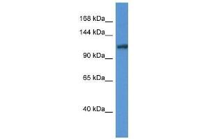 Western Blot showing Ano6 antibody used at a concentration of 1. (Anoctamin 6 抗体  (Middle Region))