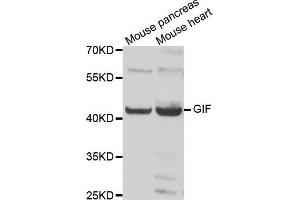 Western blot analysis of extracts of various cell lines, using GIF antibody.