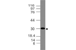 Image no. 1 for anti-NK2 Homeobox 2 (Nkx2-2) (AA 1-250) antibody (ABIN5027398) (Nkx2-2 抗体  (AA 1-250))