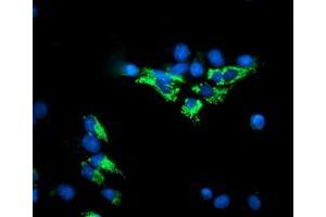 Immunofluorescence (IF) image for anti-Dihydrolipoamide Dehydrogenase (DLD) antibody (ABIN1497845) (DLD 抗体)