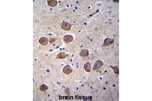 CTNND2 Antibody (C-term) immunohistochemistry analysis in formalin fixed and paraffin embedded human brain tissue followed by peroxidase conjugation of the secondary antibody and DAB staining. (CTNND2 抗体  (C-Term))