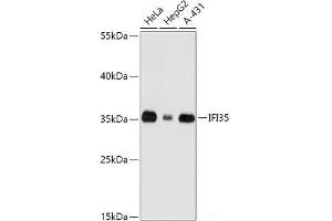 Western blot analysis of extracts of various cell lines using IFI35 Polyclonal Antibody at dilution of 1:1000. (IFI35 抗体)