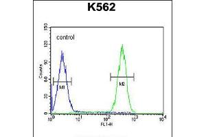 Flow cytometric analysis of K562 cells (right histogram) compared to a negative control cell (left histogram). (FBXW12 抗体  (C-Term))