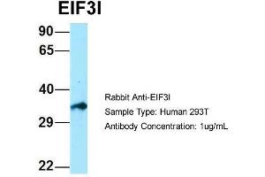 Host: Rabbit  Target Name: EIF3I  Sample Tissue: Human 293T  Antibody Dilution: 1. (EIF3I 抗体  (C-Term))