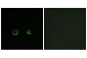 Immunofluorescence analysis of A549 cells, using CNTN4 antibody. (Contactin 4 抗体)