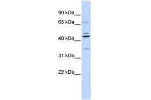 Image no. 1 for anti-Zinc finger protein ubi-d4 (DPF2) (C-Term) antibody (ABIN6740555) (DPF2 抗体  (C-Term))