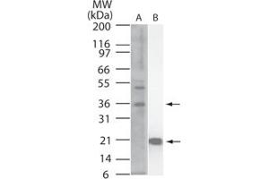 Image no. 1 for anti-Interleukin 33 (IL33) (AA 112-270) antibody (ABIN959935) (IL-33 抗体  (AA 112-270))