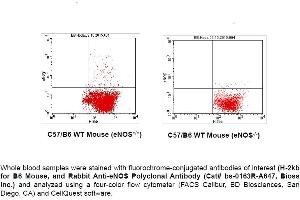 FACS Analysis of Endothelial Nitric Oxide Synthase (eNOS; NOS3) in Circulating Blood Cells in Mouse using Rabbit Anti-eNOS Polyclonal Antibody (bs-0163R-A647). (ENOS 抗体  (AA 1105-1202) (Alexa Fluor 647))