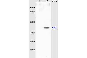 SDS-PAGE (SDS) image for anti-POU Class 5 Homeobox 1 (POU5F1) (AA 201-300) antibody (ABIN737826)
