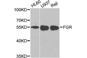 Western blot analysis of extracts of various cell lines, using FGR antibody. (Fgr 抗体  (AA 1-100))