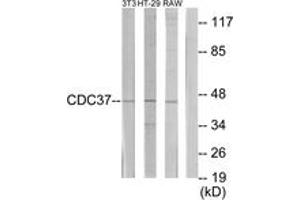 Western blot analysis of extracts from NIH-3T3/HT-29/RAW264. (CDC37 抗体  (AA 231-280))