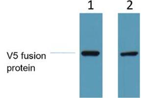 Western Blot analysis of 1 ug V5-tag fusion protein. (V5 Epitope Tag 抗体)