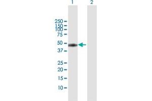 Western Blot analysis of MKRN2 expression in transfected 293T cell line by MKRN2 MaxPab polyclonal antibody. (MKRN2 抗体  (AA 1-416))