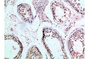 Immunohistochemical analysis of paraffin-embedded human-testis, antibody was diluted at 1:200 (FZD9 抗体  (AA 1-50))